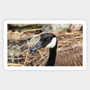 Canada Goose Resting On Her Nest Sticker